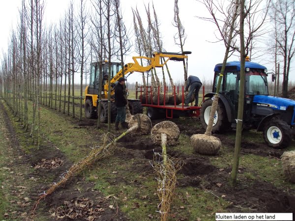 Kluiten laden op het land_1